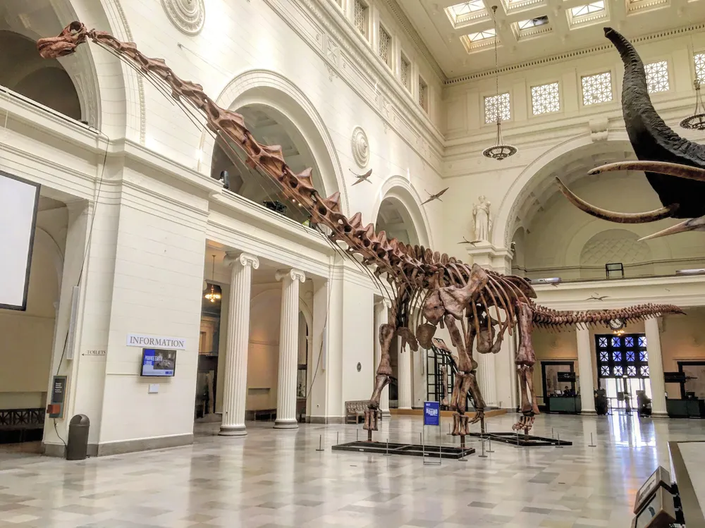 FMNH_Patagotitan